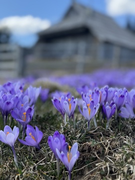 Žafrani na Veliki planini že vabijo obiskovalce  (3)